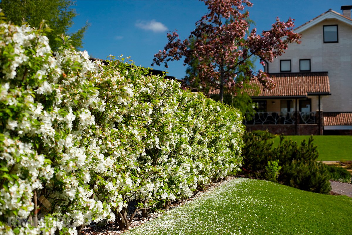 Плюсы и минусы живой изгороди на участке благоустройство территории,живая изгородь,ландшафтный дизайн