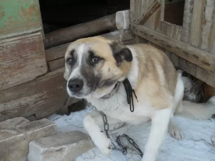 Это пёс Мишка. Он "предсказывал" пожары в Тверской области, когда там объявился поджигатель. 