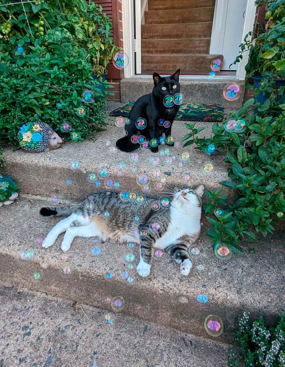 Очень смешные коты, которые собрались на совещание  evergreen,format-article,noindex,Развлечения