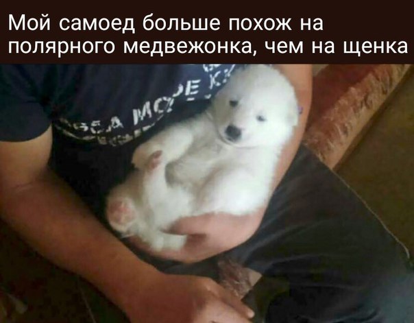 Позитивные фотографии и забавные картинки с надписями для веселья Позитивные фотографии и забавные картинки с надписями для веселья смешные комментарии,угарные фотки,фото приколы