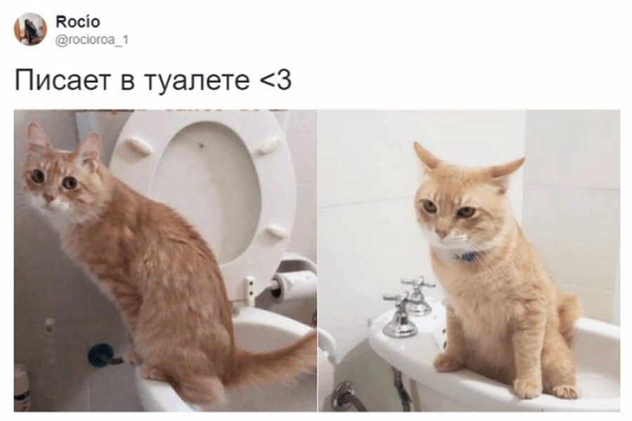 Коты — самые няшные и странные существа существа, получше, странных, няшных, множество, набралось, моментально, поддержали, питомцев, своих, фотографиями, делиться, предложил, своего, понять, решил, удивительные, Аргентины, сети из, пользователь