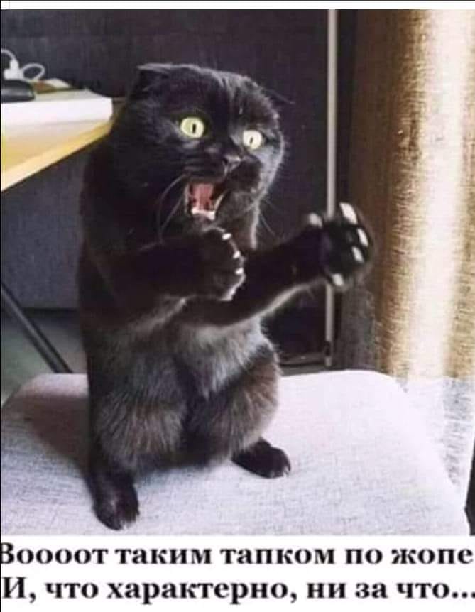 Муркотушки! демотиваторы,животные,позитив,Смешные животные