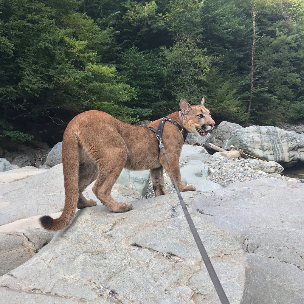 Пара забрала пуму из саранского контактного зоопарка и превратила её в разбалованного домашнего кота Пара забрала пуму из саранского контактного зоопарка и превратила её в разбалованного домашнего кота животные