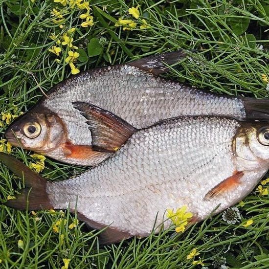 Как вялить рыбу разных сортов в домашних условиях вкусно и просто закуски,солим и квасим