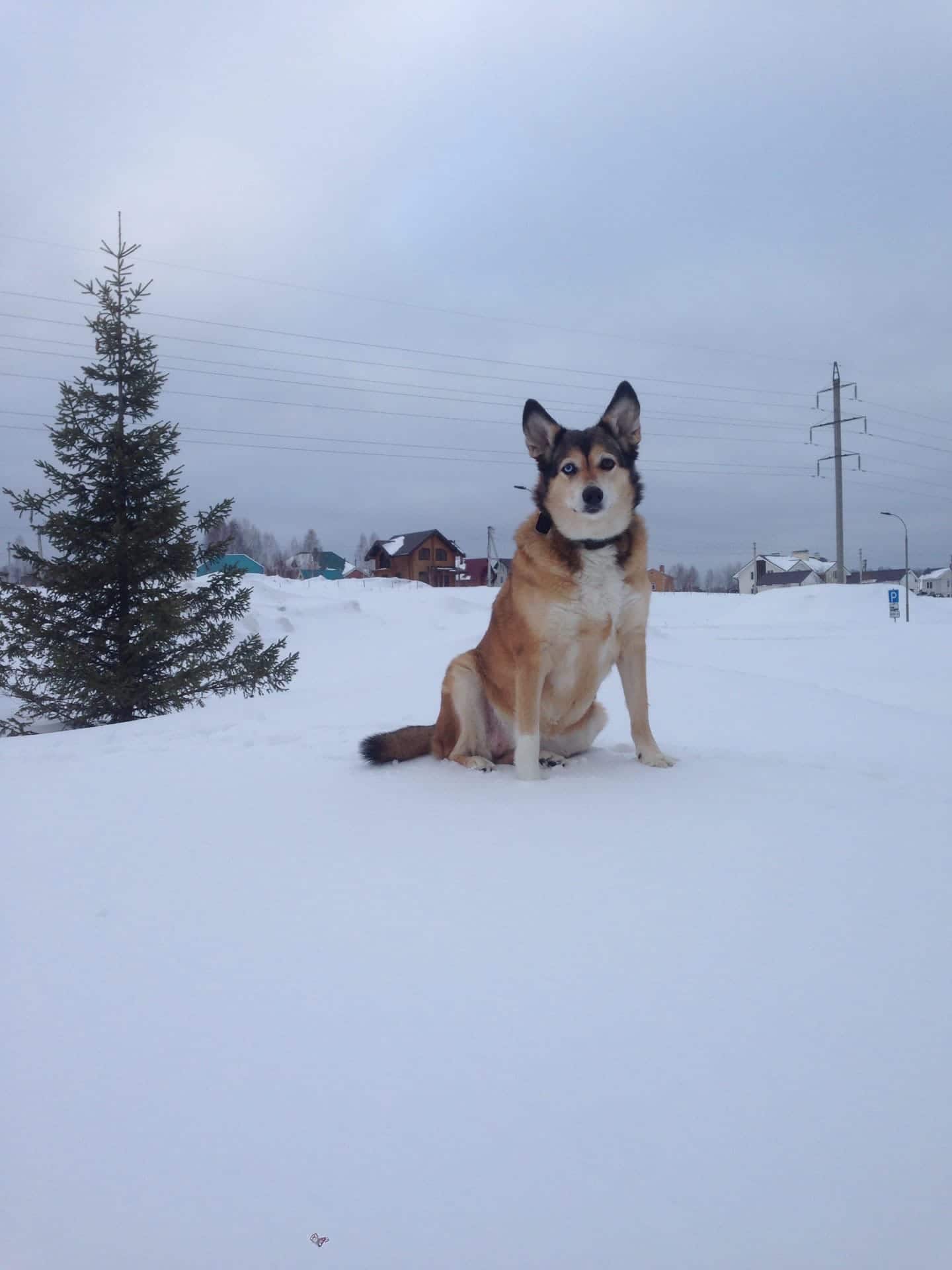 собака на прогулке