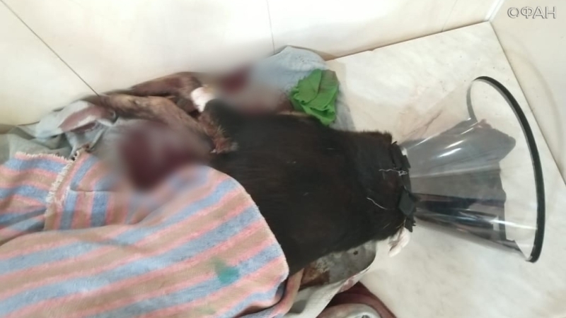 Живодер из Мордовии забил собаку молотком, чтобы потом съесть ее
