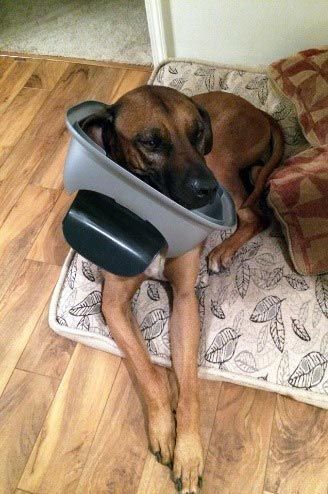 25 смешных животных попавших в неловкие ситуации 25 смешных животных попавших в неловкие ситуации