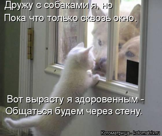 Котоматрица: Дружу с собаками я, но Пока что только сквозь окно. Вот вырасту я здоровенным - Общаться будем через стену.
