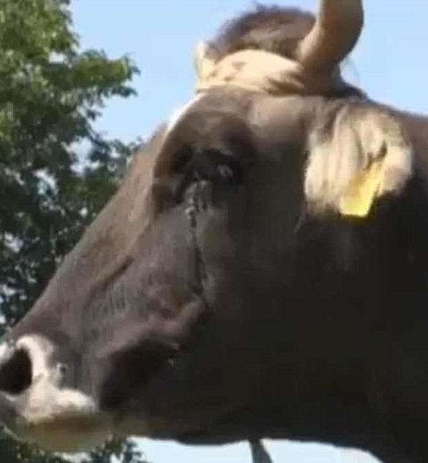 Беременную корову грозятся казнить из-за незаконного пересечения границы ЕС ynews, видео, граница, законы, корова, нелегалы, усыпление животного