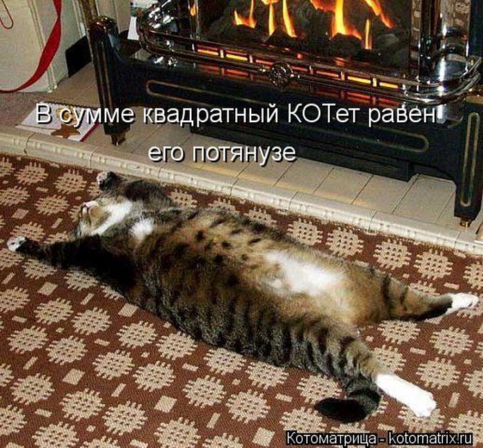 Котоматоица. Мысли вслух :) 