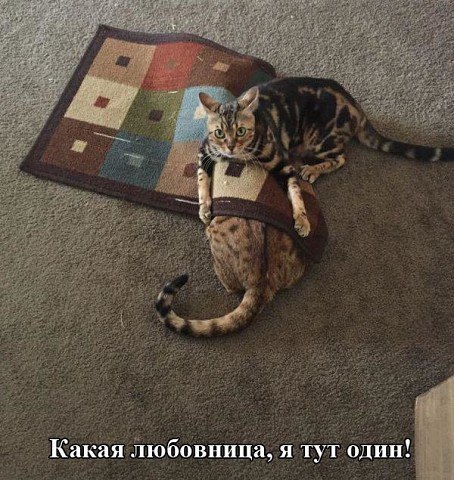 Солянка из прикольных картинок и веселых фотографий с надписями