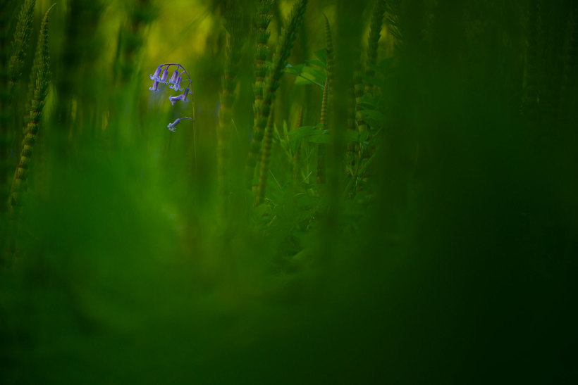 Главные победители Wildlife Photographer of the Year