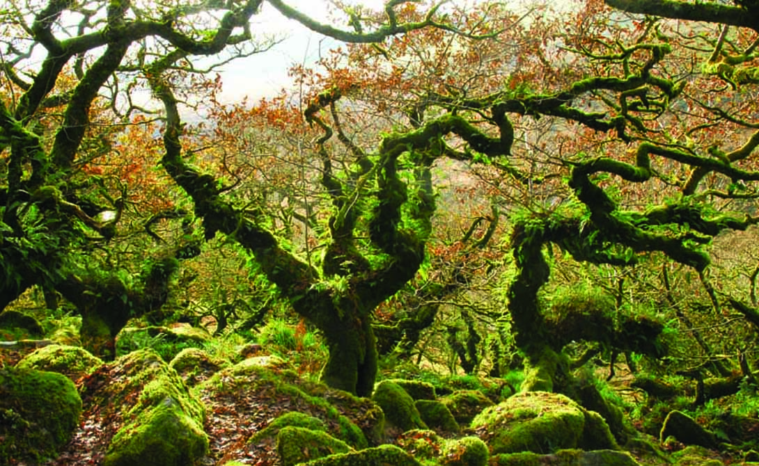5 невероятных лесов мира, буквально поражающие воображение