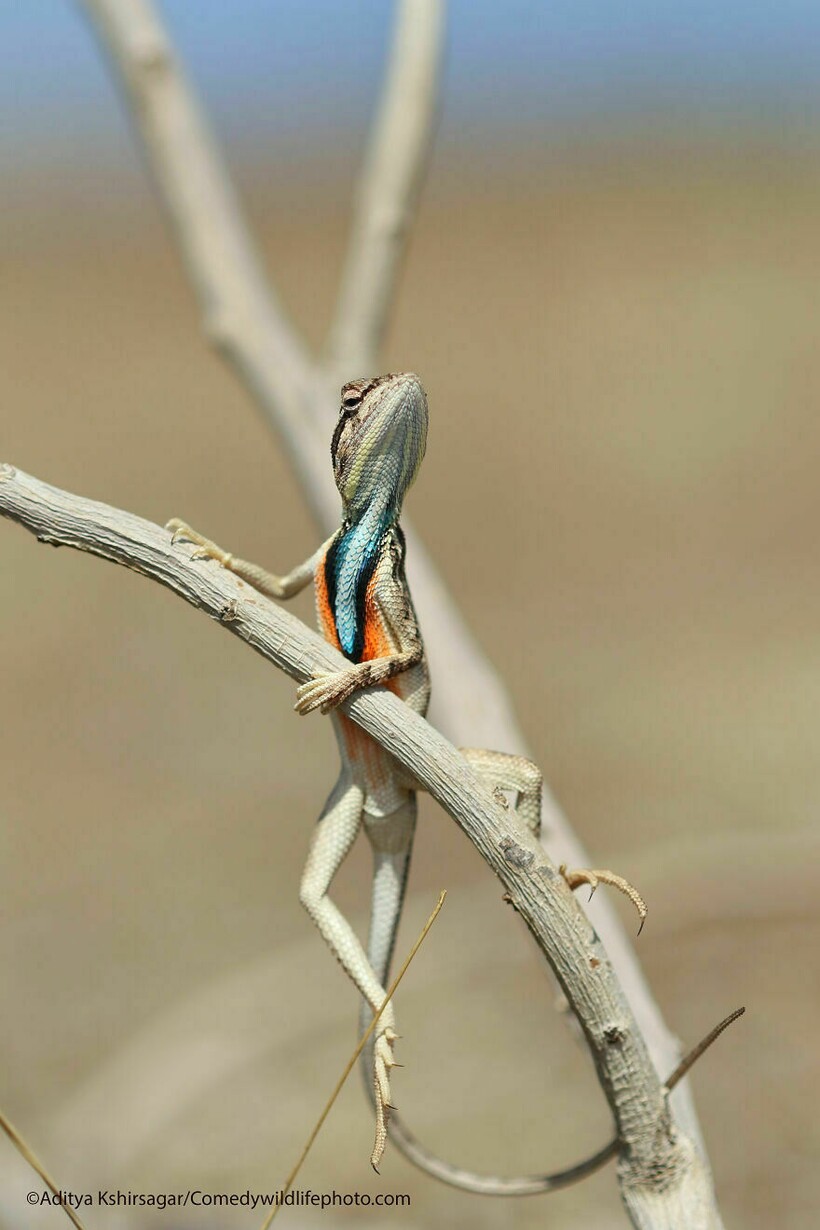 10 самых смешных снимков животных с конкурса Comedy Wildlife Photography