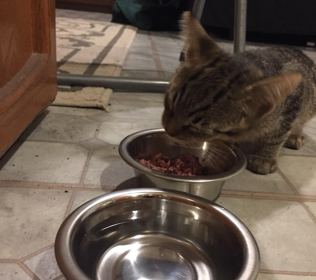Cat-Eating-Food-Nigeltown-Imgur