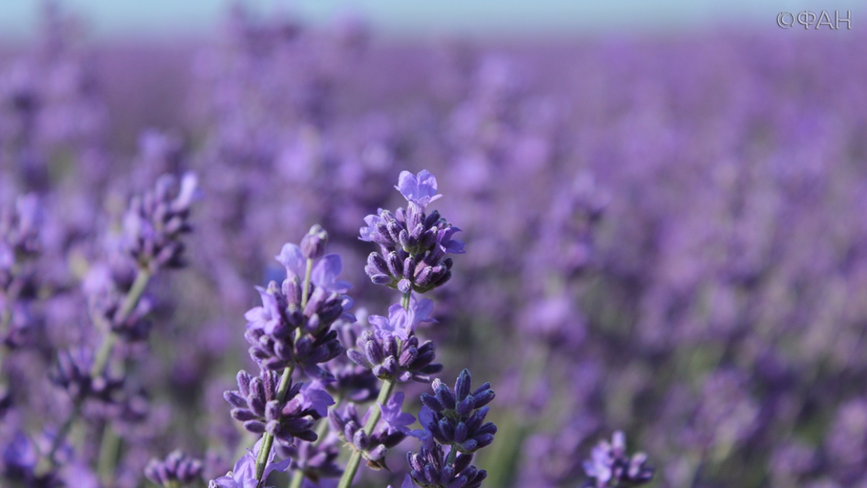 В Крыму показали знаменитые лавандовые поля, аналогов которых нет во всей России Общество