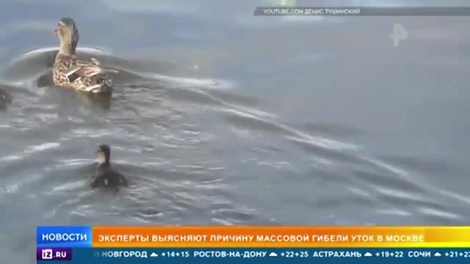 Массовую гибель уток заметили на севере Москвы
