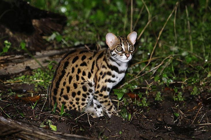 7. Леопардовая кошка животные, коты, породы