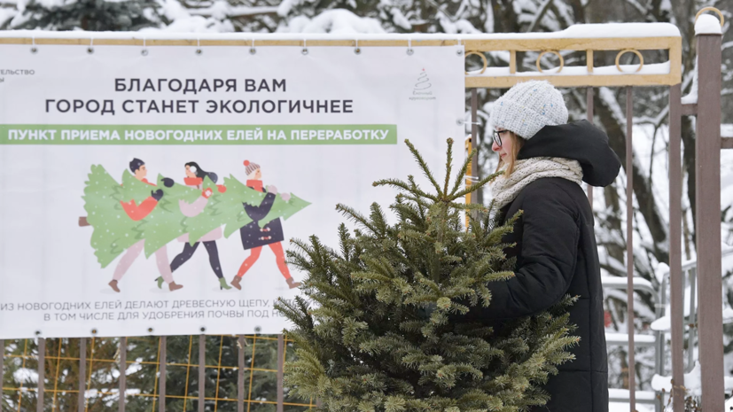 В Москве рассказали о ходе утилизации новогодних ёлок