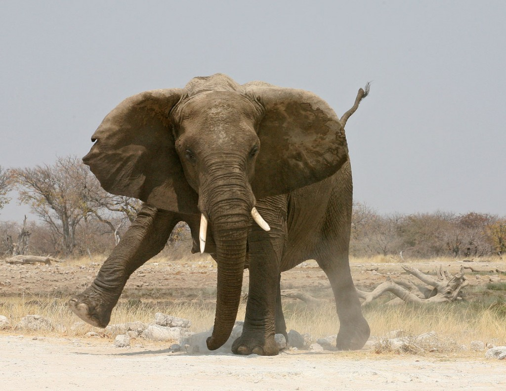 Стопы слонов усыпаны множеством чувствительных рецепторов. Таким образом они чувствуют топанье других слонов даже на большом расстоянии.