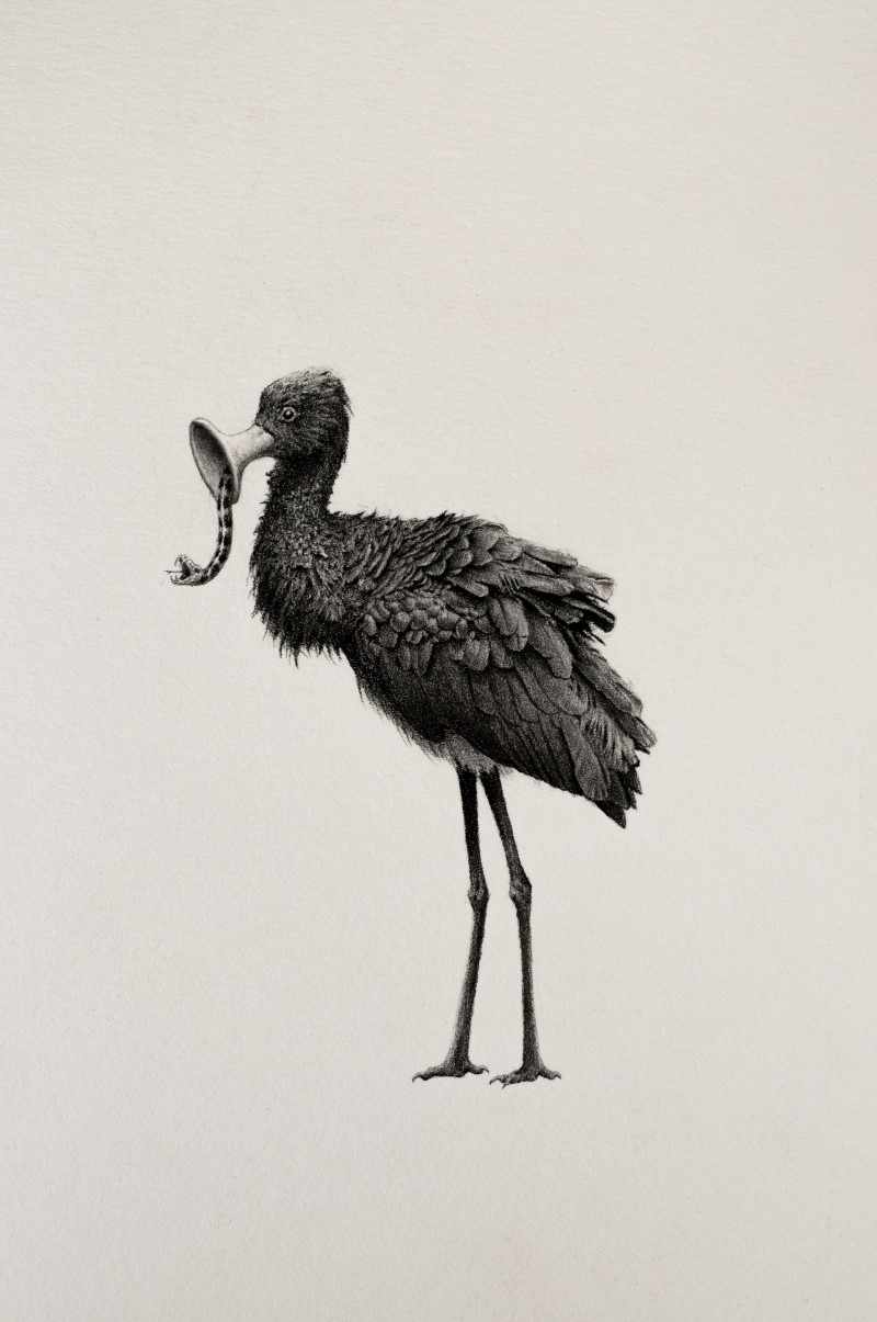 Ibis