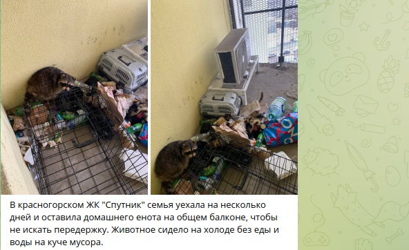 Жители Подмосковья заперли на общем балконе своего енота без еды и воды на время отпуска