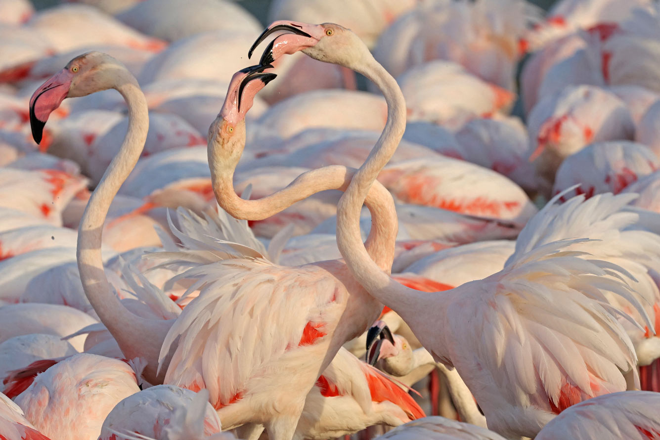 UAE-NATURE-BIRDS