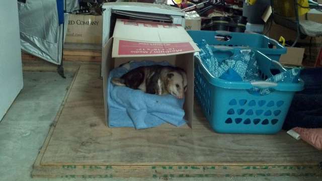 опоссум в коробке