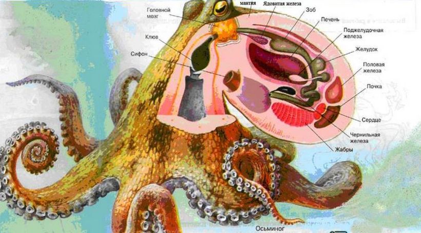 Что произойдет, если посадить осьминога в банку и закрыть ее крышкой
