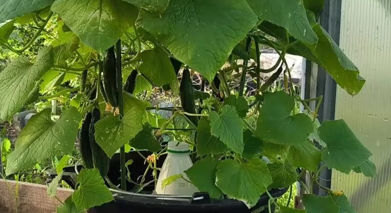 Первый урожай огурцов собираю уже в мае, делюсь эффективным способом выращивания огурцов в ведрах дача,сад и огород,советы огороднику