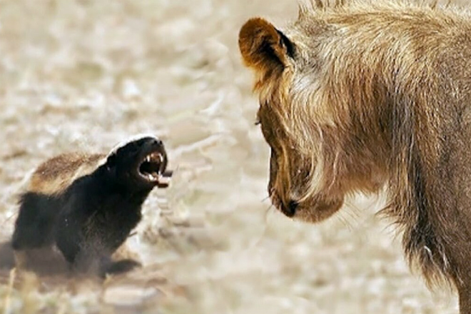 Два совершенно безбашенных зверя, которых боятся львы и тигры Размеры, медоеда, здесь, охоту, главным, стать, легко, разМедоед, предпочитая, пойти, стало, зверем, безумным, связаться, рискуют, медведей, хищником, интересно, вдруг, отбирать