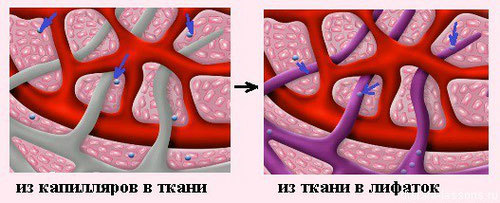 Лимфатическая система: почему необходимо заставлять лимфу двигаться жидкость, система, лимфатическая, образом, должным, сделать, лимфатической, которые, жидкости, которая, работает, нашего, перемещения, способ, чтобы, также, систему, можете, лимфатическую, количество