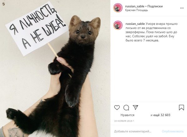 Московская студентка рассказала, стоит ли содержать соболя в домашних условиях 