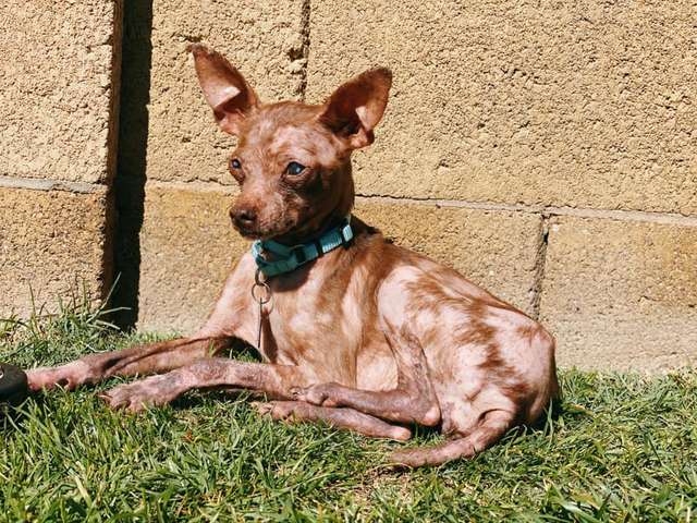 собака во дворе