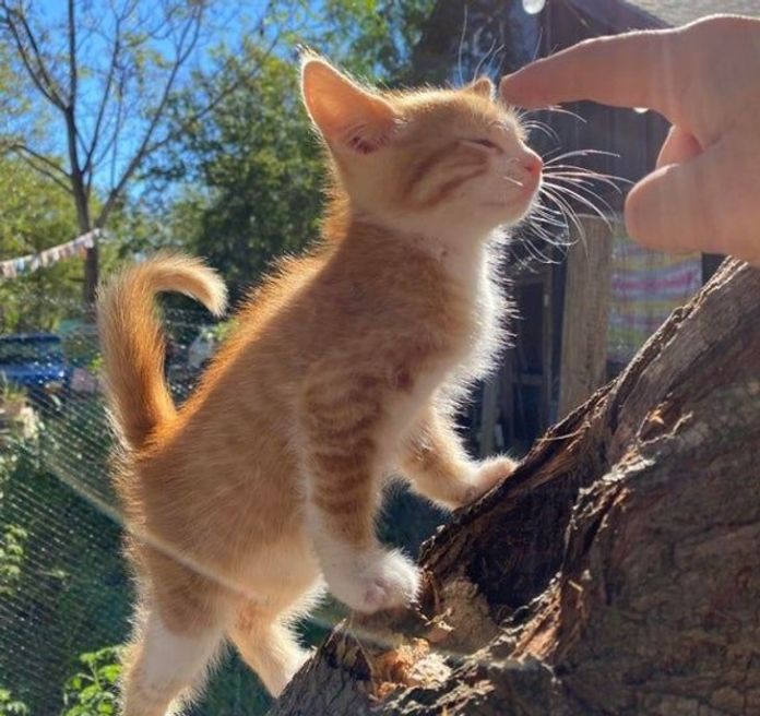 Без кота и жизнь не та