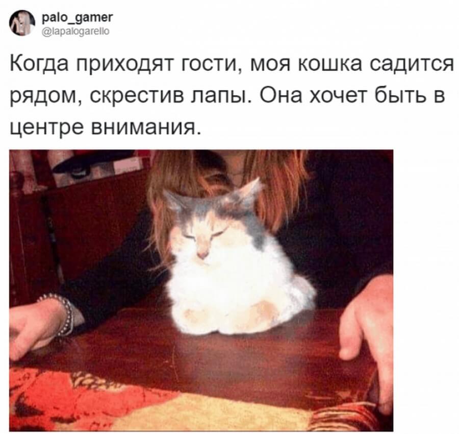 Коты — самые няшные и странные существа существа, получше, странных, няшных, множество, набралось, моментально, поддержали, питомцев, своих, фотографиями, делиться, предложил, своего, понять, решил, удивительные, Аргентины, сети из, пользователь