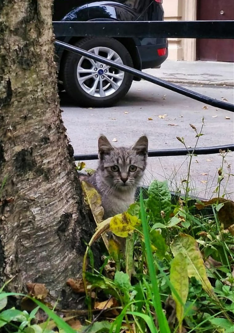 Как живут котята. Котенок на улице. Душа кота. Кот с драбашом Spas.