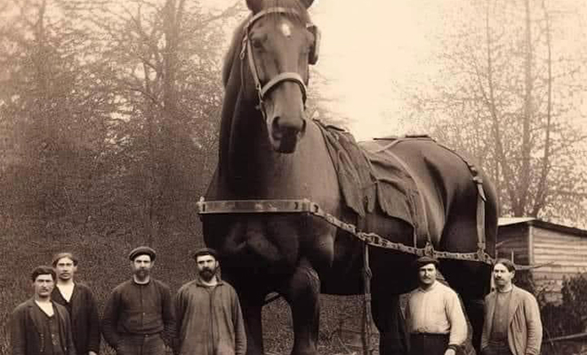 Самая большая лошадь в истории была высотой с двухэтажный дом. Ее нашли на фото 1846 года лошади, место, Просматривая, холке, взявший, ниже Выходит, тонны, полторы, весившего, метров, породы, достигавшему, Великан, мерину, «Самсону», досталось, Второе, «Великан», главный, первое