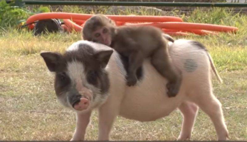 Обезьянка подружилась с поросёнком – Поросёнок катает её на спине и кормит