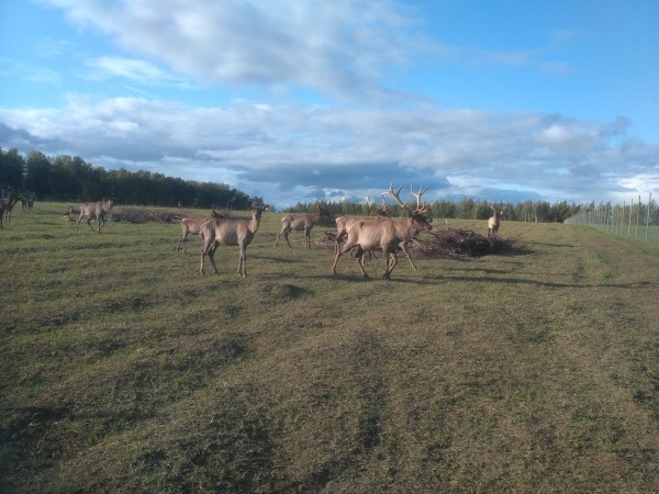 Два дня из Курска в Санкт-Петербург с заездом в Каширу курск,путешествие,Россия,санкт-петербург