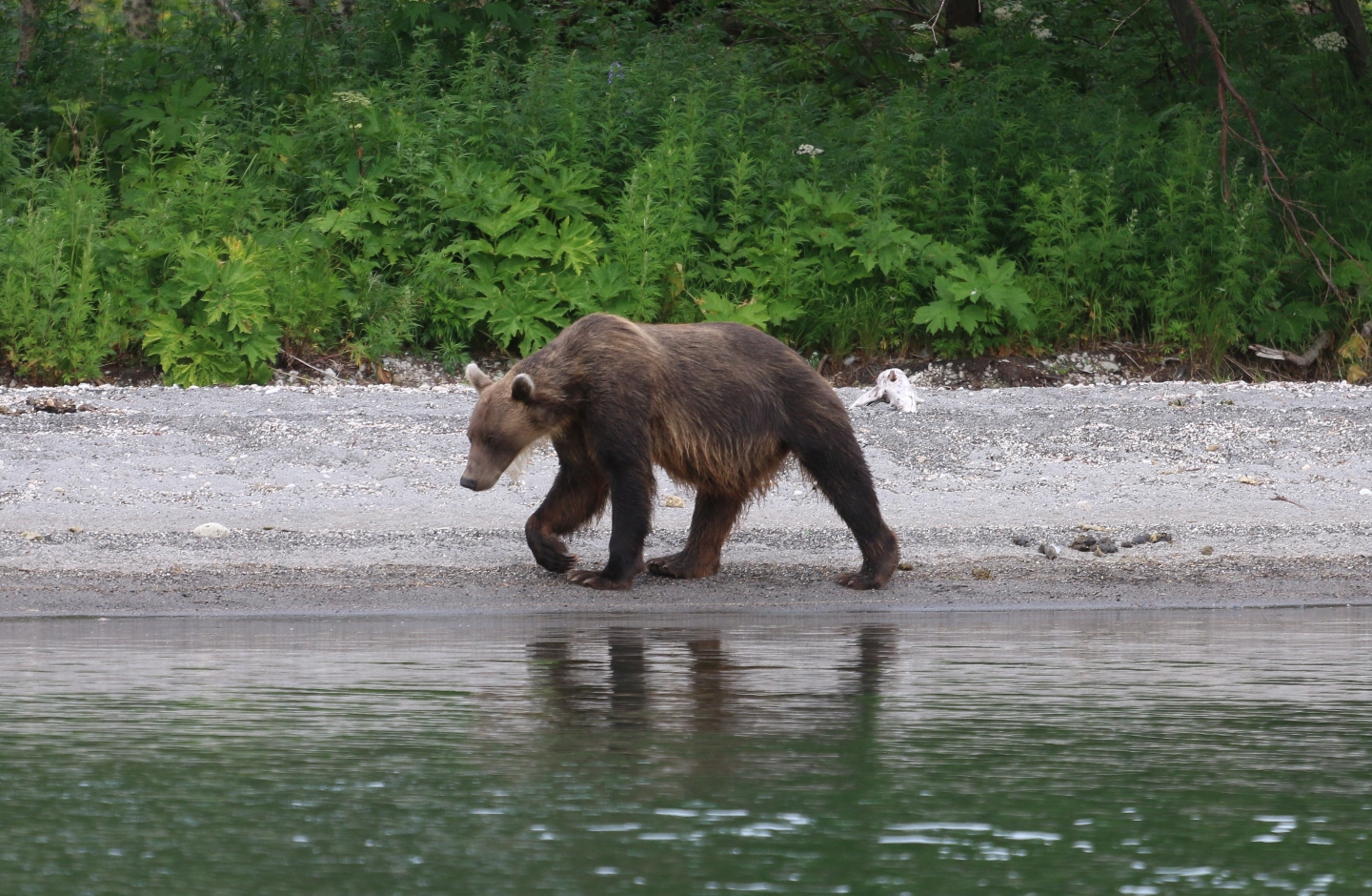 Камчатка. Часть 2. Медведи на планете вулканов. 