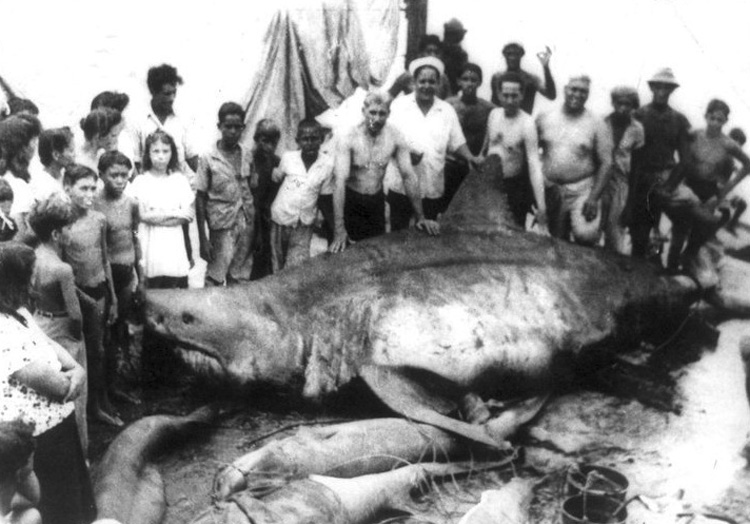 Самые большие когда-либо пойманные и найденные человеком акулы акулы,Пространство,рекорды,рыбалка