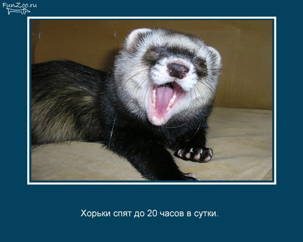Познавательные факты о животных животные, факты