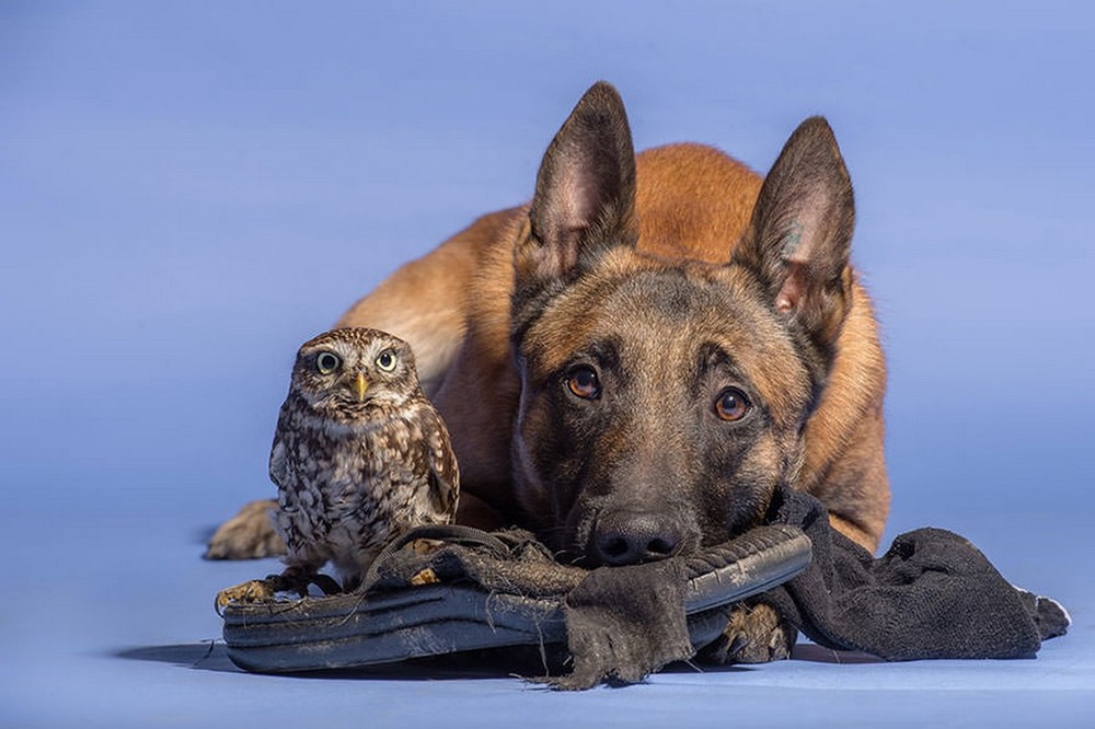 Фотография: Такая милая дружба пса и совушки №15 - BigPicture.ru
