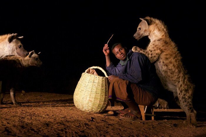 Африканские страсти: как приручить зверюгу африка, гиены, животные, интересное, приручение, факты