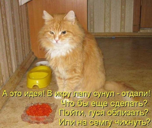 Муркотушки! демотиваторы,животные,позитив,Смешные животные