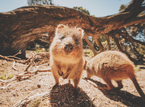 Фантастические твари и где они обитают мир,путешествие