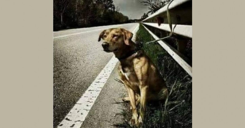 Хозяин пса просто привязал его к отбойнику на дороге и уехал…