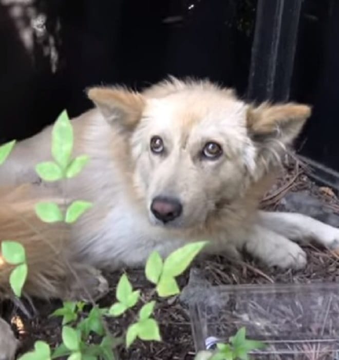 Собака лежит