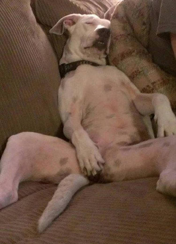 25 милейших щенков, готовых спать при любых обстоятельствах 25 милейших щенков, готовых спать при любых обстоятельствах животные